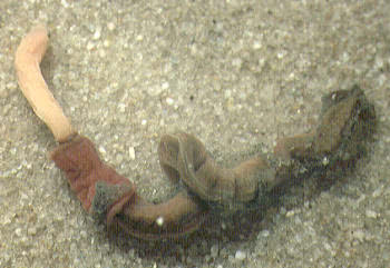 Acorn Worms (Saccoglossus cambrensis)